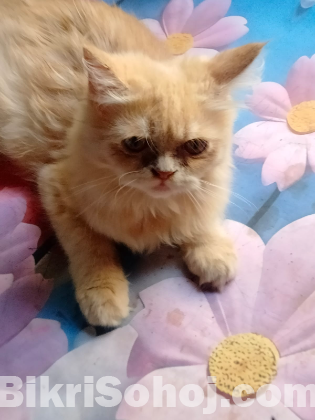 Persian male cat